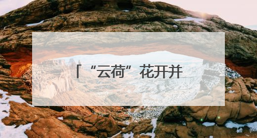 “云荷”花开并蒂 全球两大花都昆明&阿姆斯特丹强强联手