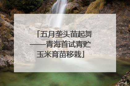 五月垄头苗起舞——青海首试青贮玉米育苗移栽