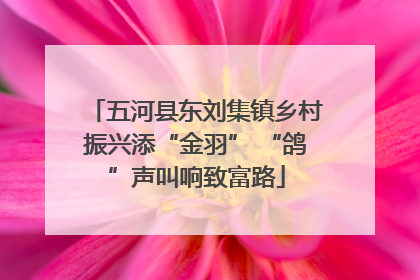 五河县东刘集镇乡村振兴添“金羽” “鸽”声叫响致富路