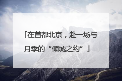 在首都北京，赴一场与月季的“倾城之约”