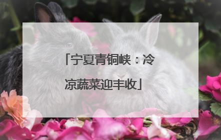 宁夏青铜峡：冷凉蔬菜迎丰收