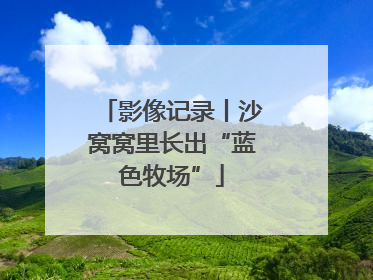 影像记录丨沙窝窝里长出“蓝色牧场”