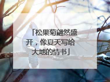 松果菊翩然盛开，像夏天写给大地的情书