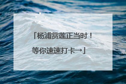 杨浦赏莲正当时！等你速速打卡→