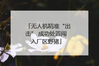 无人机精准“出击” 成功处置闯入厂区野猪