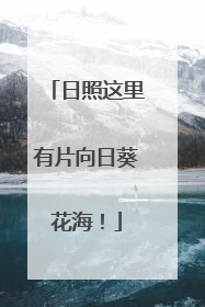 日照这里有片向日葵花海！