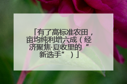 有了高标准农田，亩均纯利增六成（经济聚焦·夏收里的“新选手”）