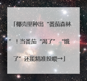 椰壳里种出“番茄森林”！当番茄“渴了”“饿了”还能精准投喂→