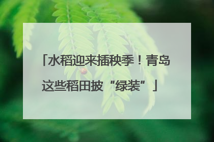 水稻迎来插秧季！青岛这些稻田披“绿装”
