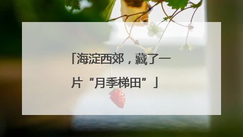 海淀西郊，藏了一片“月季梯田”