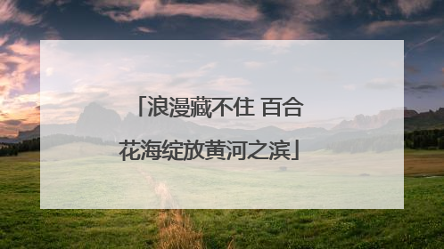 浪漫藏不住 百合花海绽放黄河之滨