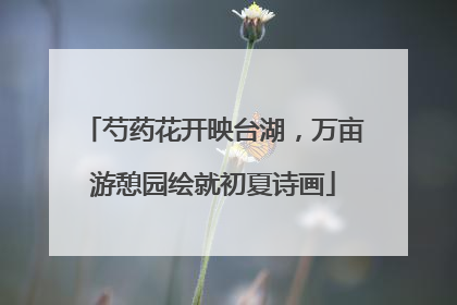 芍药花开映台湖，万亩游憩园绘就初夏诗画