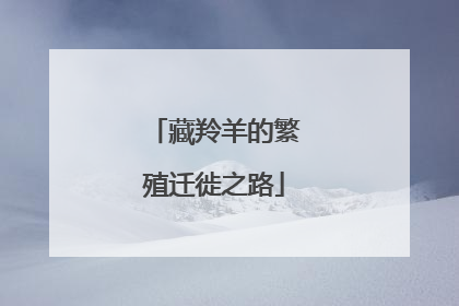 藏羚羊的繁殖迁徙之路