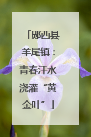 郧西县羊尾镇：青春汗水浇灌“黄金叶”