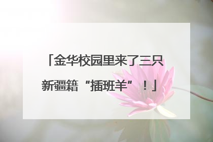 金华校园里来了三只新疆籍“插班羊”！