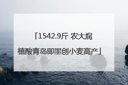 1542.9斤 农大腐植酸青岛即墨创小麦高产